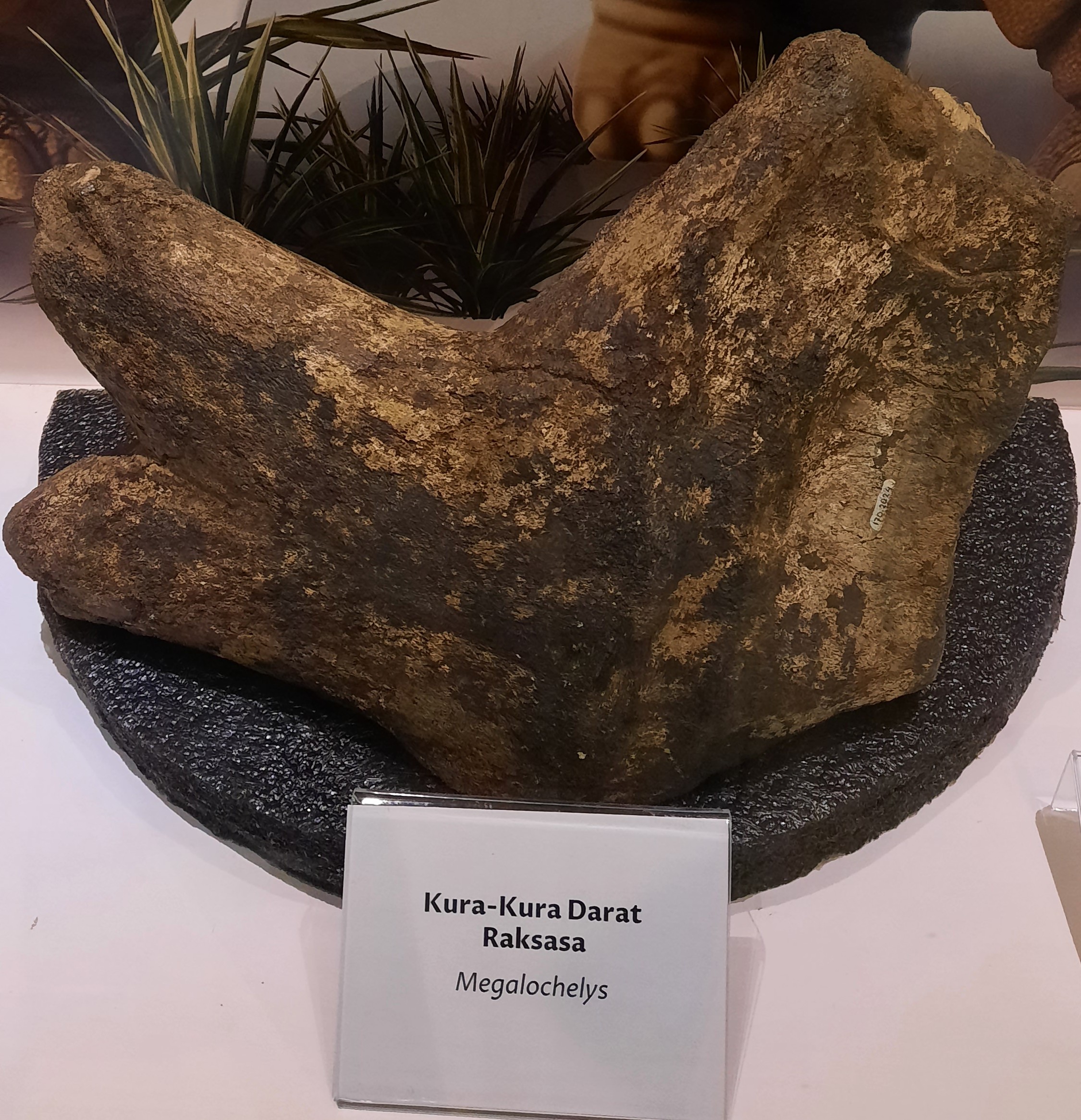 Kura-Kura Darat Raksasa
