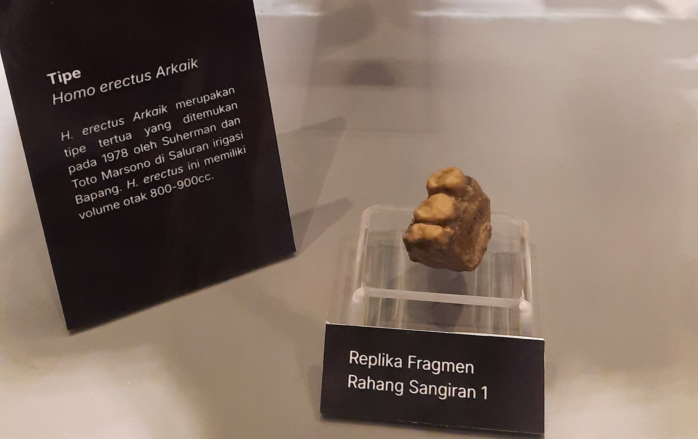 Rahang Sangiran