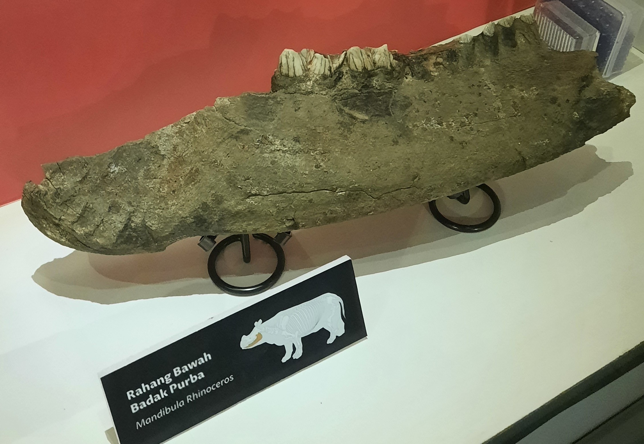 Rahang Bawah Badak Purba