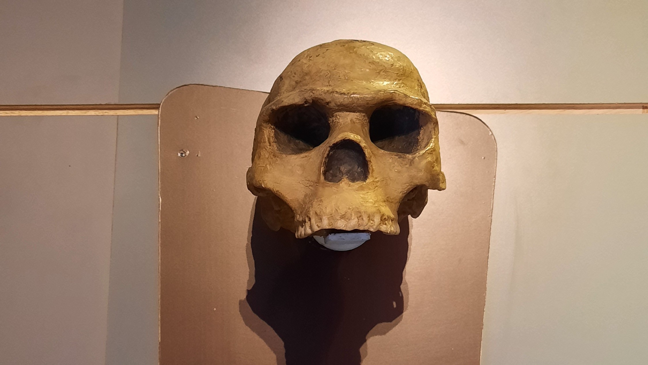 Homo Sapiens Wajak